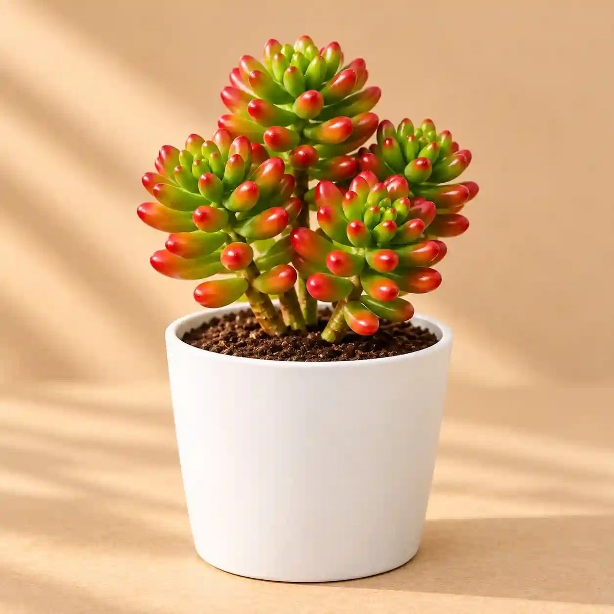 Sedum Rubrotinctum