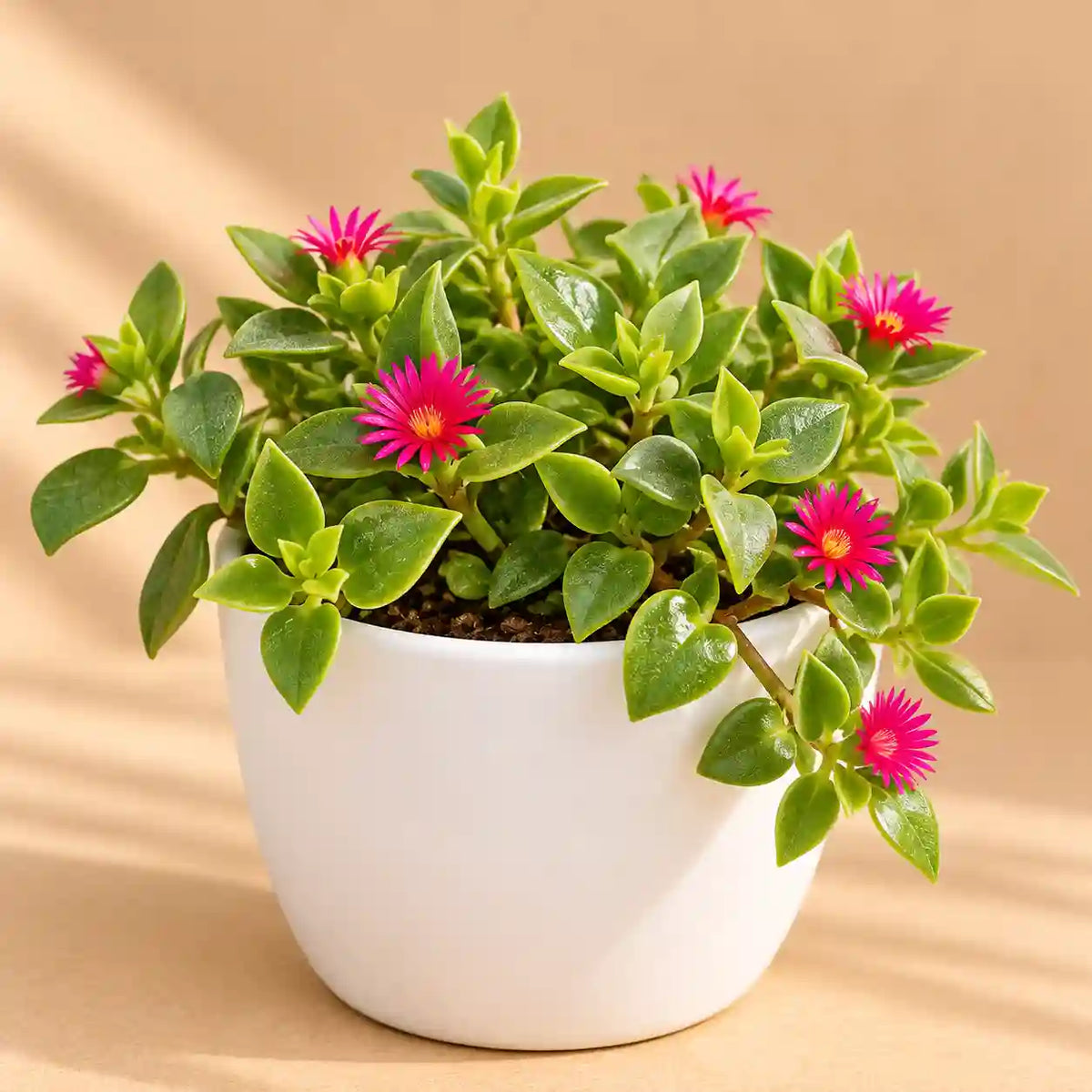 Baby Sunrose