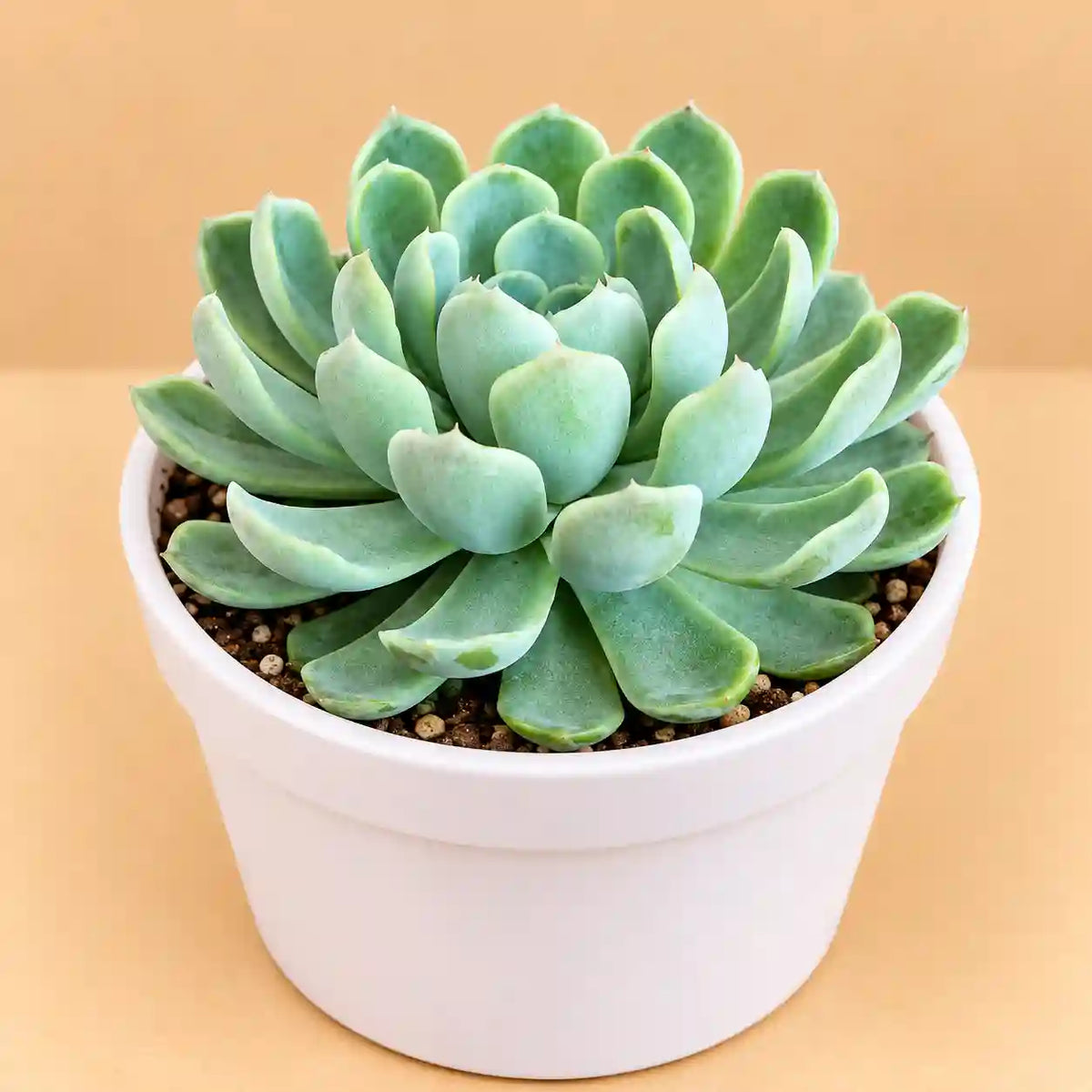 Echeveria Snowball
