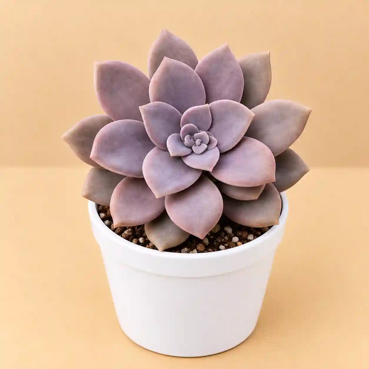 Graptopetalum superbum