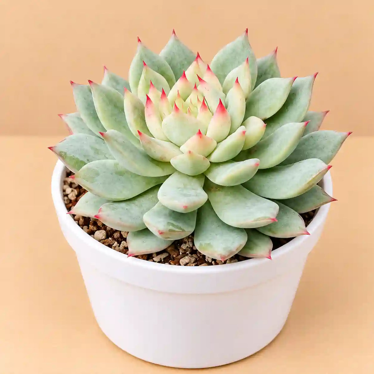 Echeveria Tippy