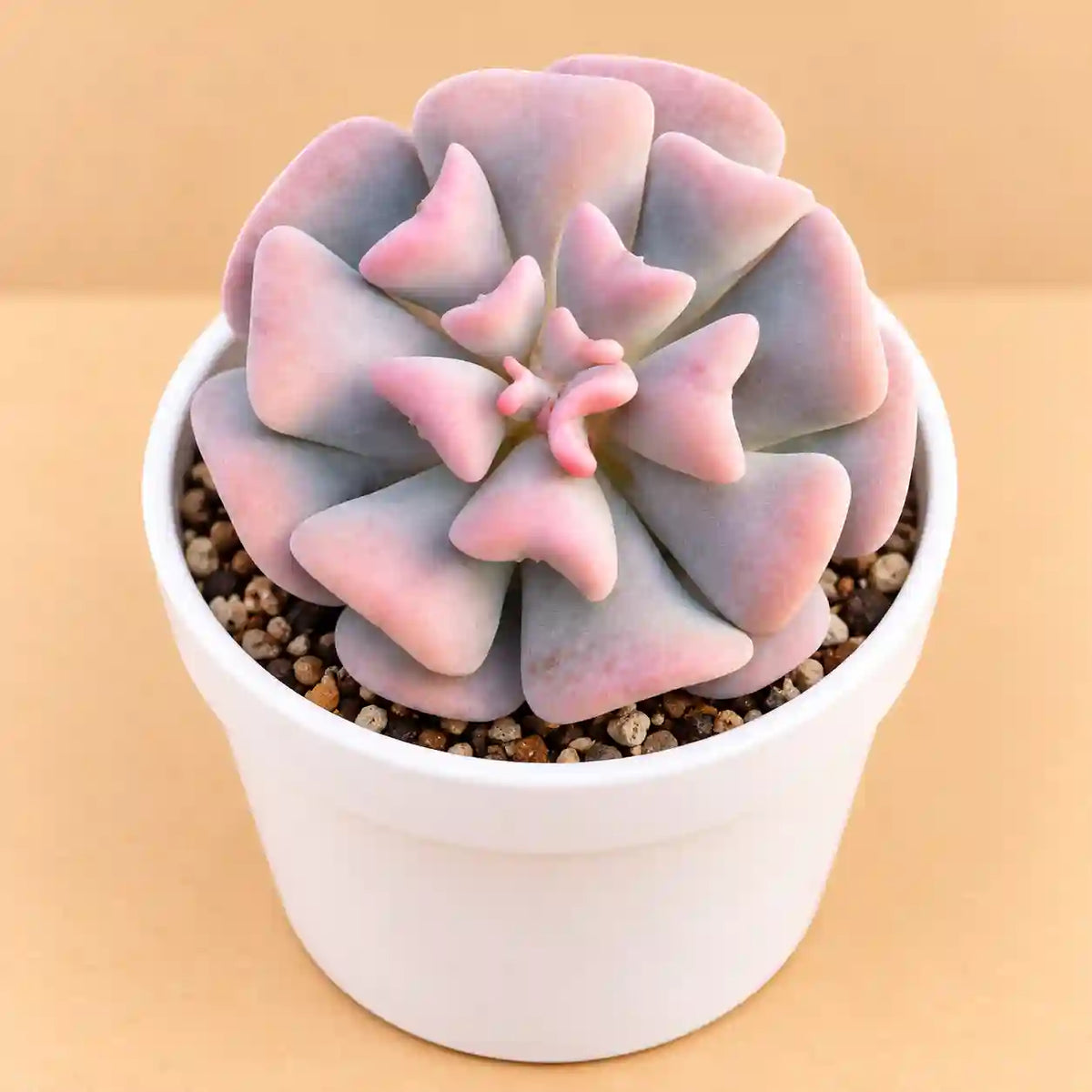 Echeveria Cubic Frost
