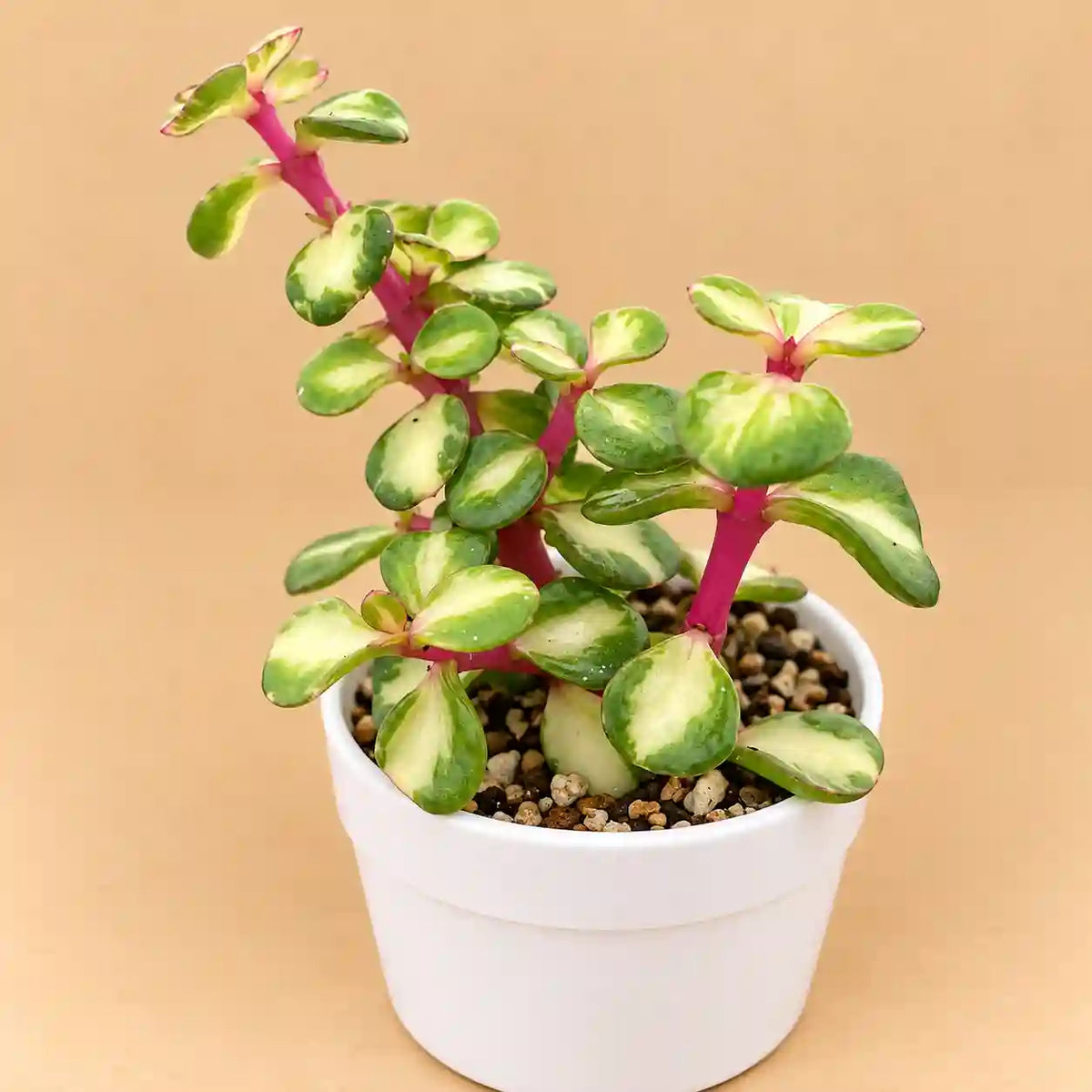 Portulacaria afra Tricolor