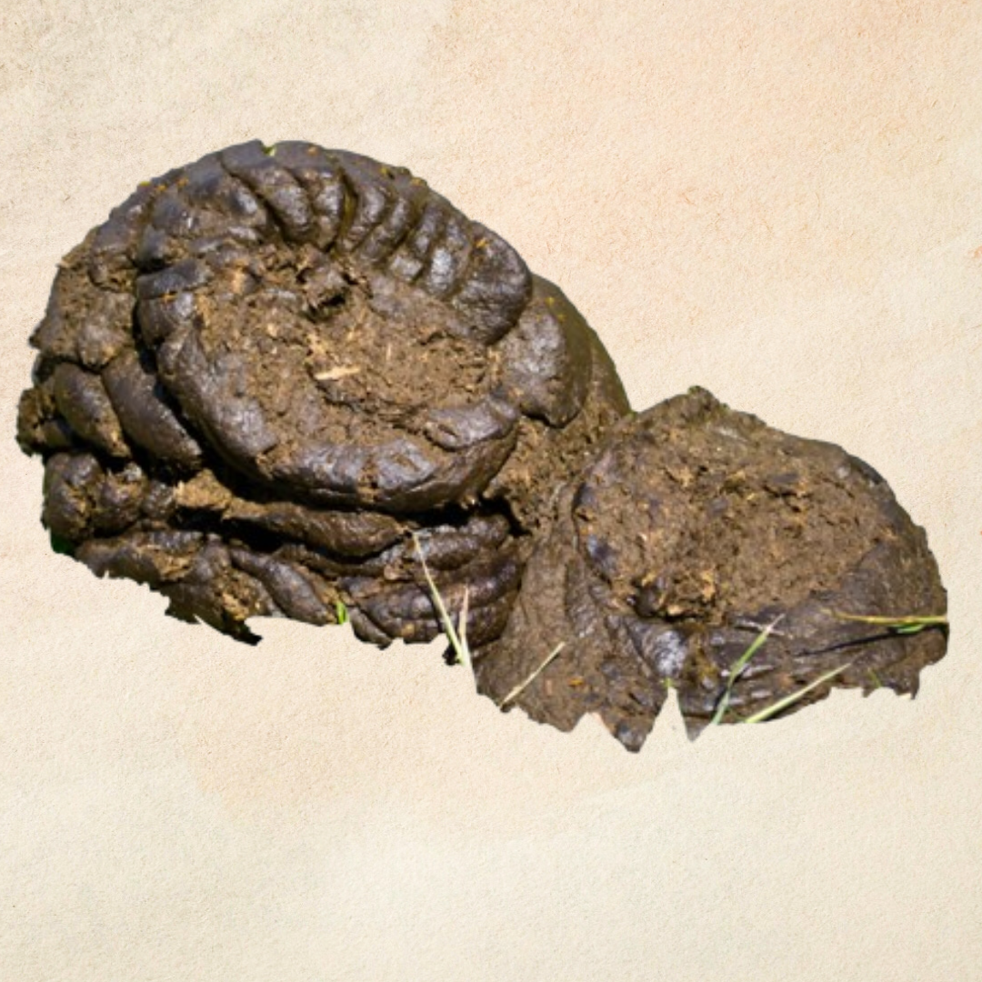 Cow dung Powder (50g)