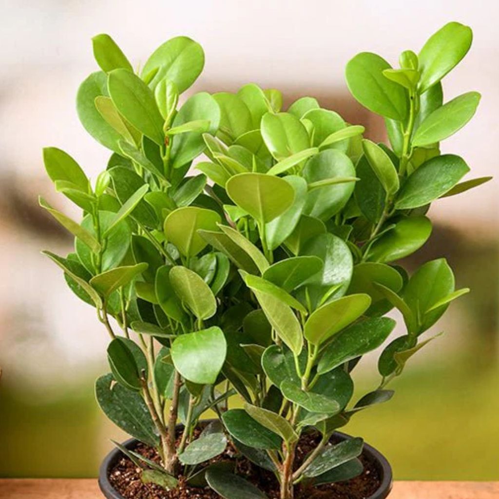 Moklam Ficus Sapling