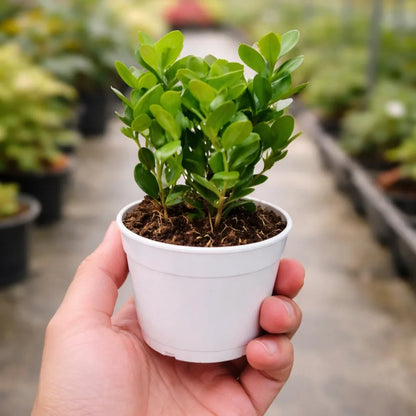 Moklam Ficus Sapling