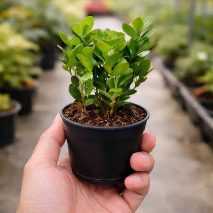 Moklam Ficus Sapling