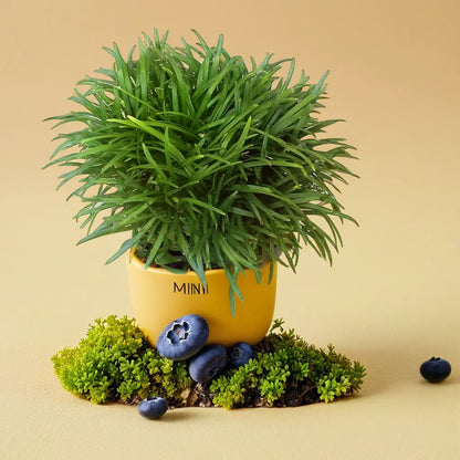 Mondo Grass Ophiopogonn japonicus (Bare Rooted)