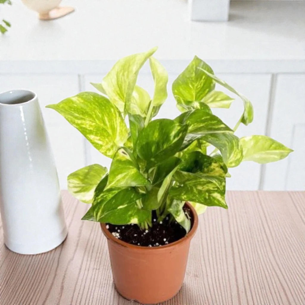 white and green money plant Buy Lush Green Money Plant