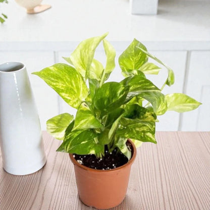 Green Money Plant