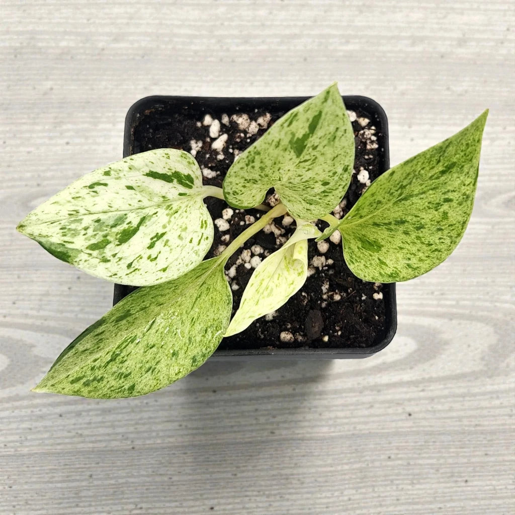 Marble Queen Pothos Plant