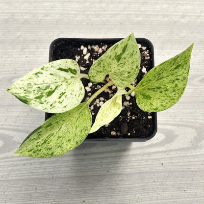 Marble Queen Pothos Plant