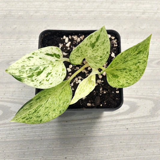 Marble Queen Pothos Plant