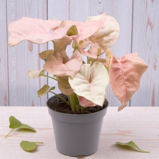 Pink syngonium Plant