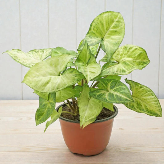 Syngonium Reticulata Sapling