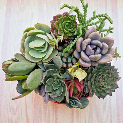 Succulent Gift Box – Set of 14 Live Succulent Plants