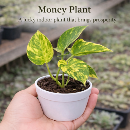 Air Purifying Plants Combo - Set of 5 Live Succulent Plants by Plant Orbit