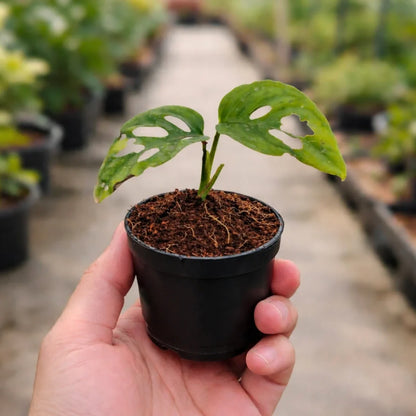 Monstera Adansonii Broken Heart Plant