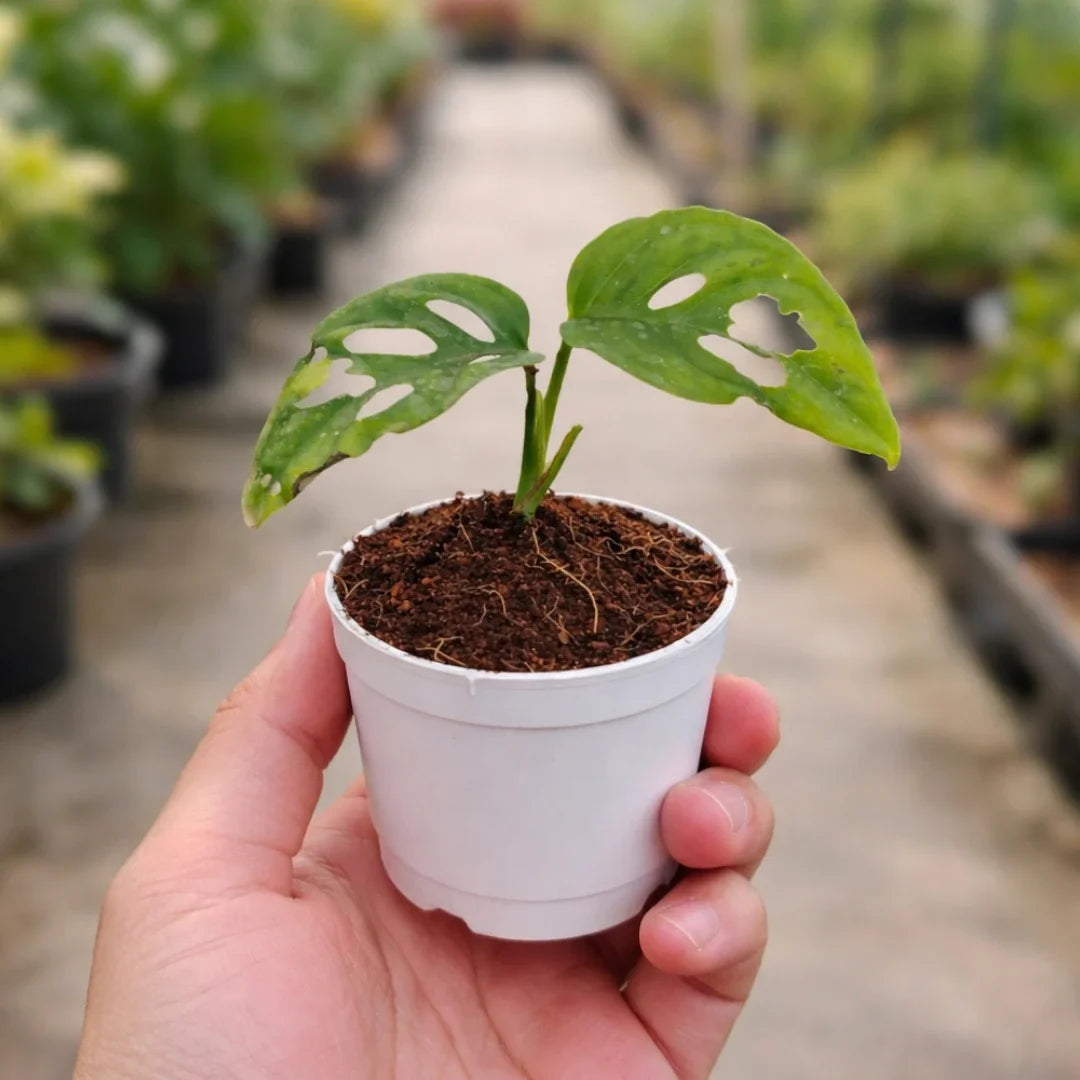 Monstera Adansonii Broken Heart Plant with green leaves featuring natural oval holes growing in a white pot