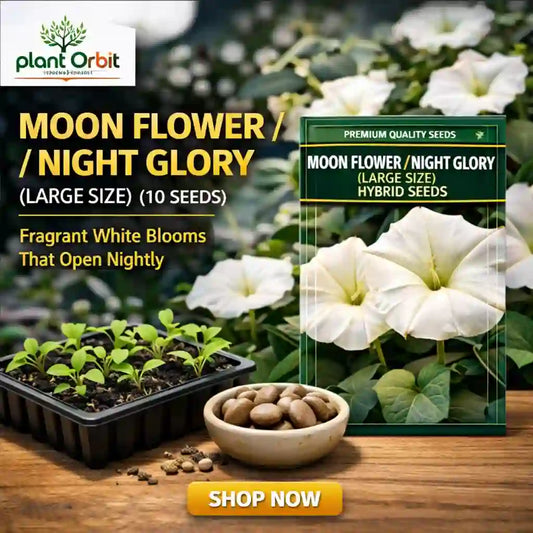 Moon flower/night glory seeds packaging with plants and seeds on a wooden surface, featuring Plant Orbit brand.