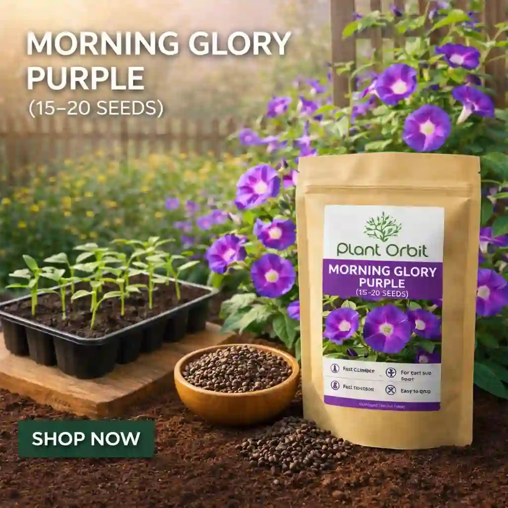 Morning Glory Purple seeds packaging with seedlings and flowers in a garden setting