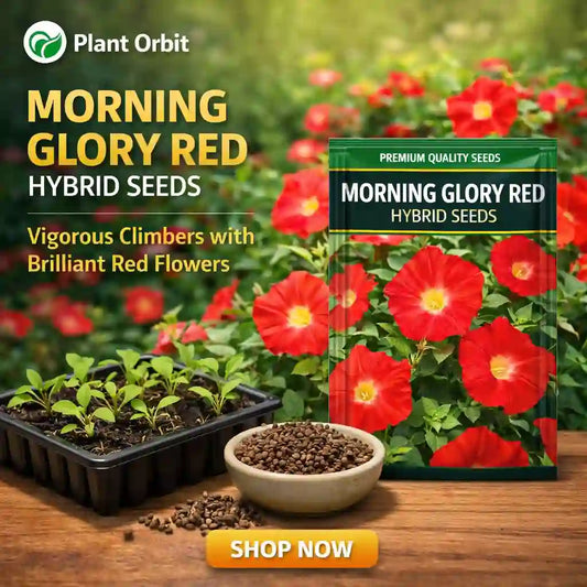 Morning Glory Red hybrid seeds packaging with seedlings and flowers on a wooden surface, featuring Plant Orbit branding.