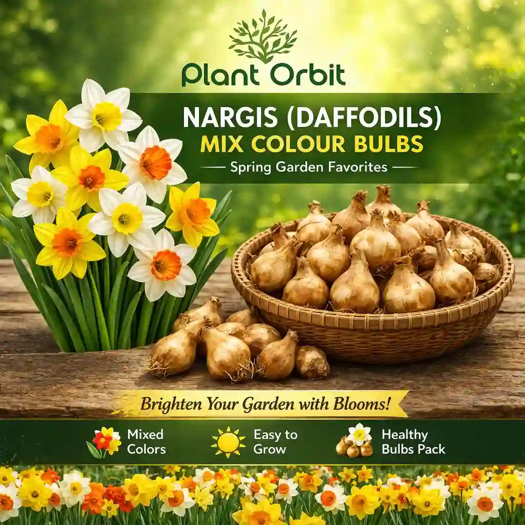 Nargis (Daffodils) mix color bulbs with a basket of bulbs and daffodil flowers on a wooden surface.