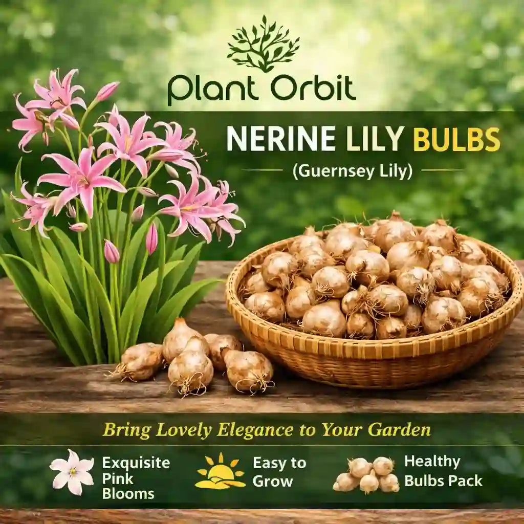 Neirine Lily Bulb