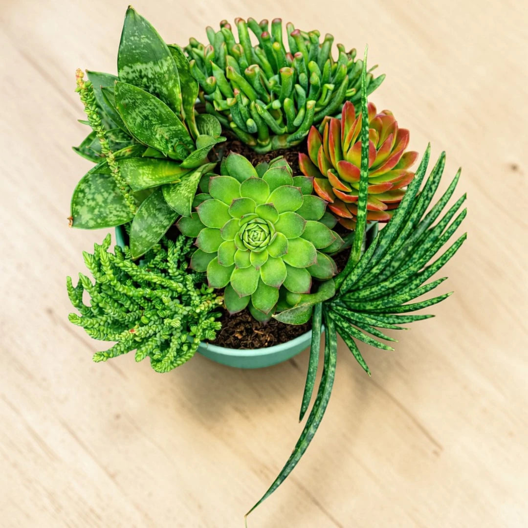 Office Desk Plants Combo - Set of 6 Live Succulent Plants by Plant Orbit
