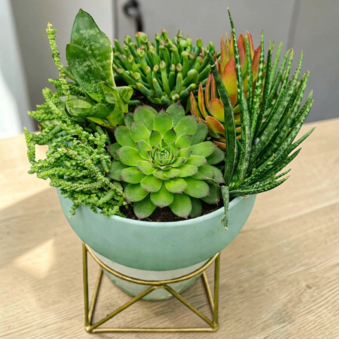 succulent plants for office desk Office Desk Plants Combo