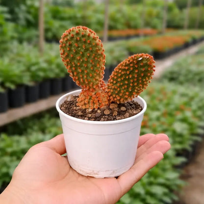 Opuntia Microdasys Rufida Flor ( Red Bunny Ear ) (Bare Rooted)