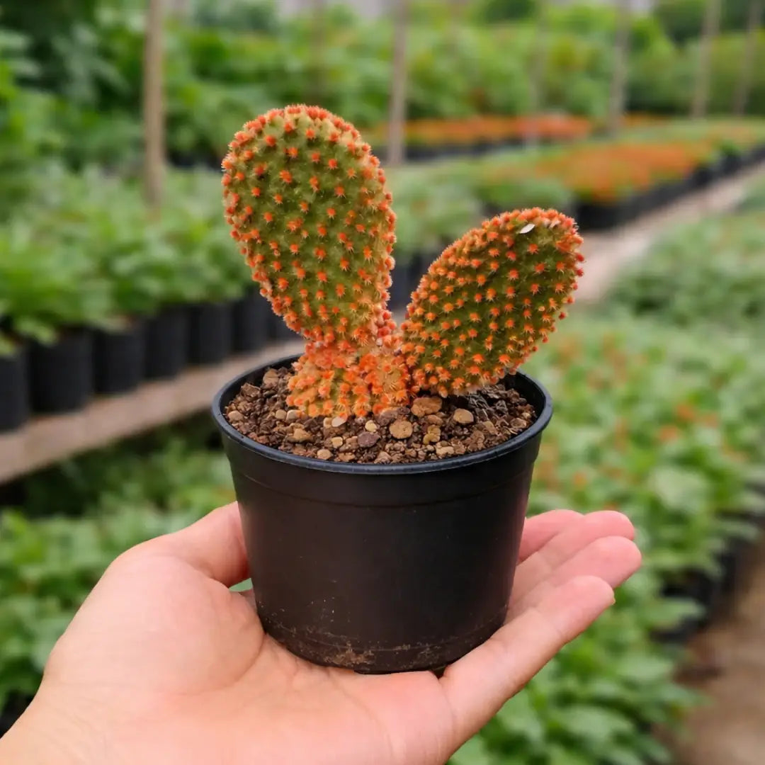 Opuntia Microdasys Rufida Flor ( Red Bunny Ear ) (Bare Rooted)