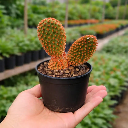 Opuntia Microdasys Rufida Flor ( Red Bunny Ear ) (Bare Rooted)