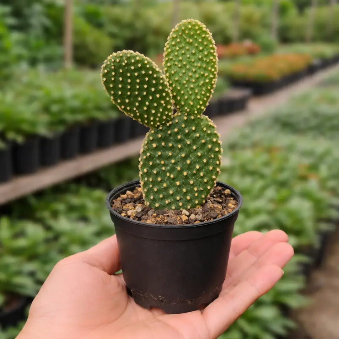 prickly pear bunny ear cactus Shop Bunny Ear Cactus Yellow Online