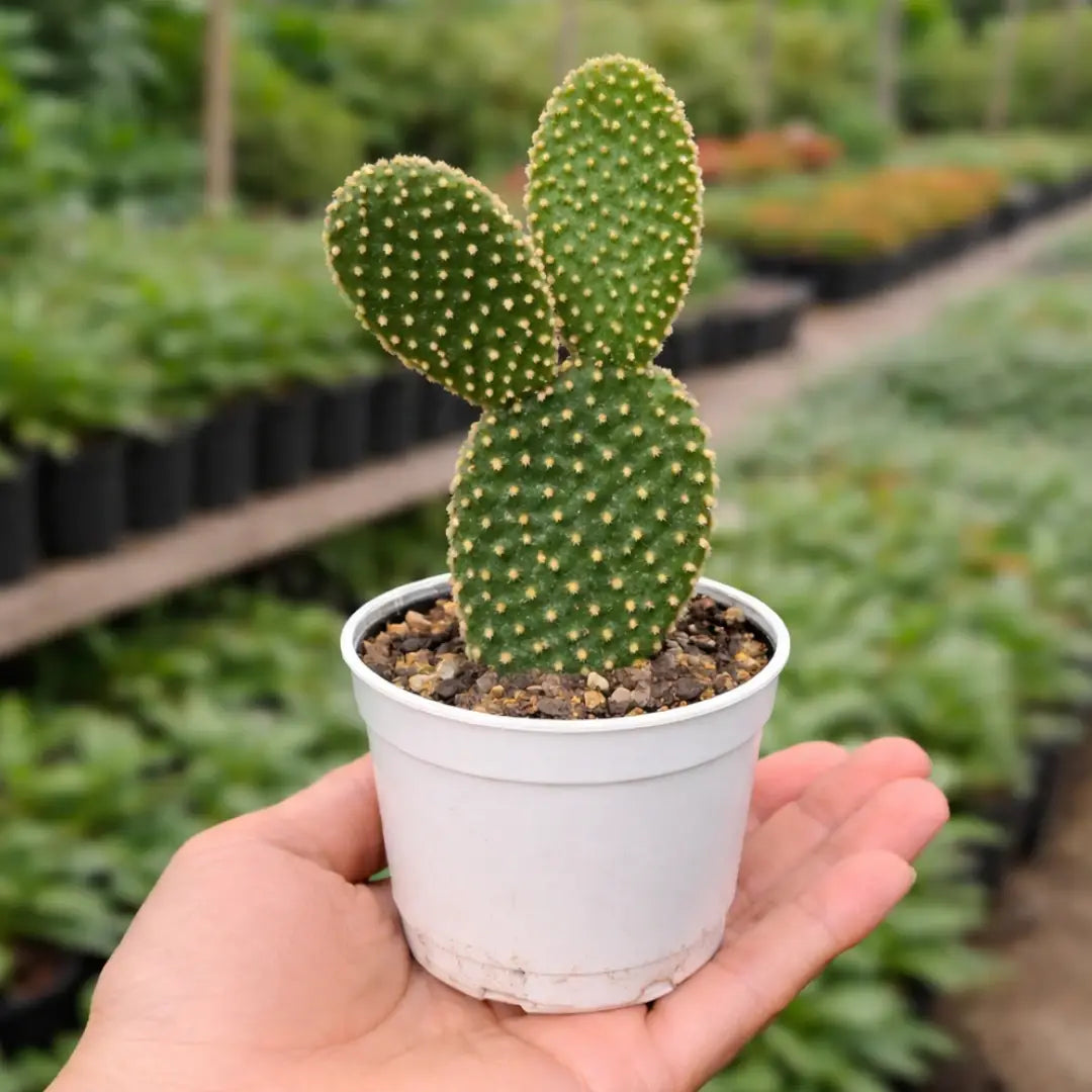Opuntia Microdasys Var. Pallida Bunny Ear Cactus