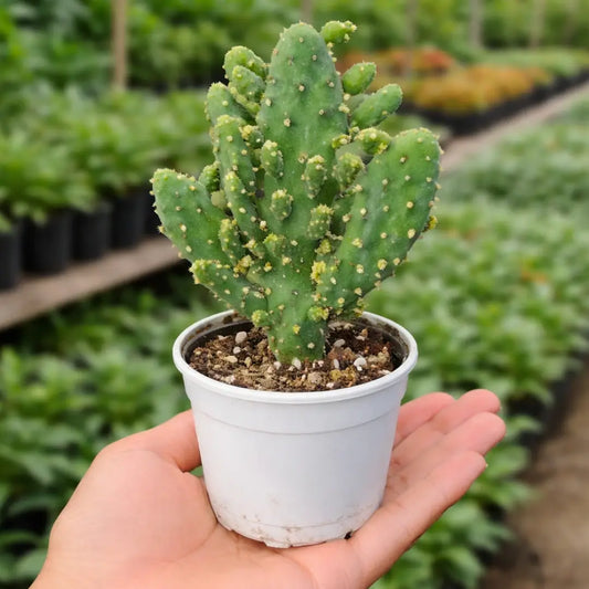 Opuntia Monocantha (Bare Rooted)