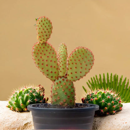Opuntia Microdasys Rufida Flor, also known as the Red Bunny Ear Cactus, featuring distinctive paddle-shaped pads with red dots. This striking cactus plant adds a unique and bold look to any indoor garden. Perfect for cactus enthusiasts looking to enhance their collection. Discover more unique cactus plants at Plant Orbit.