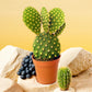 Opuntia Microdasys Var. Pallida, commonly known as the Bunny Ear Cactus in yellow, featuring distinctive paddle-shaped pads with golden spines. This unique cactus plant is perfect for adding a bold and playful touch to indoor plant collections. Discover beautiful cactus plants like this at Plant Orbit.