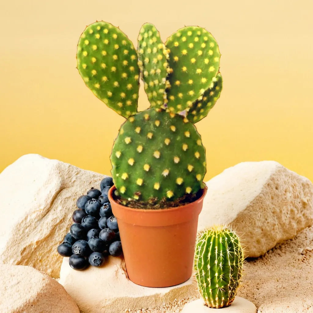 Opuntia Microdasys Var. Pallida, commonly known as the Bunny Ear Cactus in yellow, featuring distinctive paddle-shaped pads with golden spines. This unique cactus plant is perfect for adding a bold and playful touch to indoor plant collections. Discover beautiful cactus plants like this at Plant Orbit.