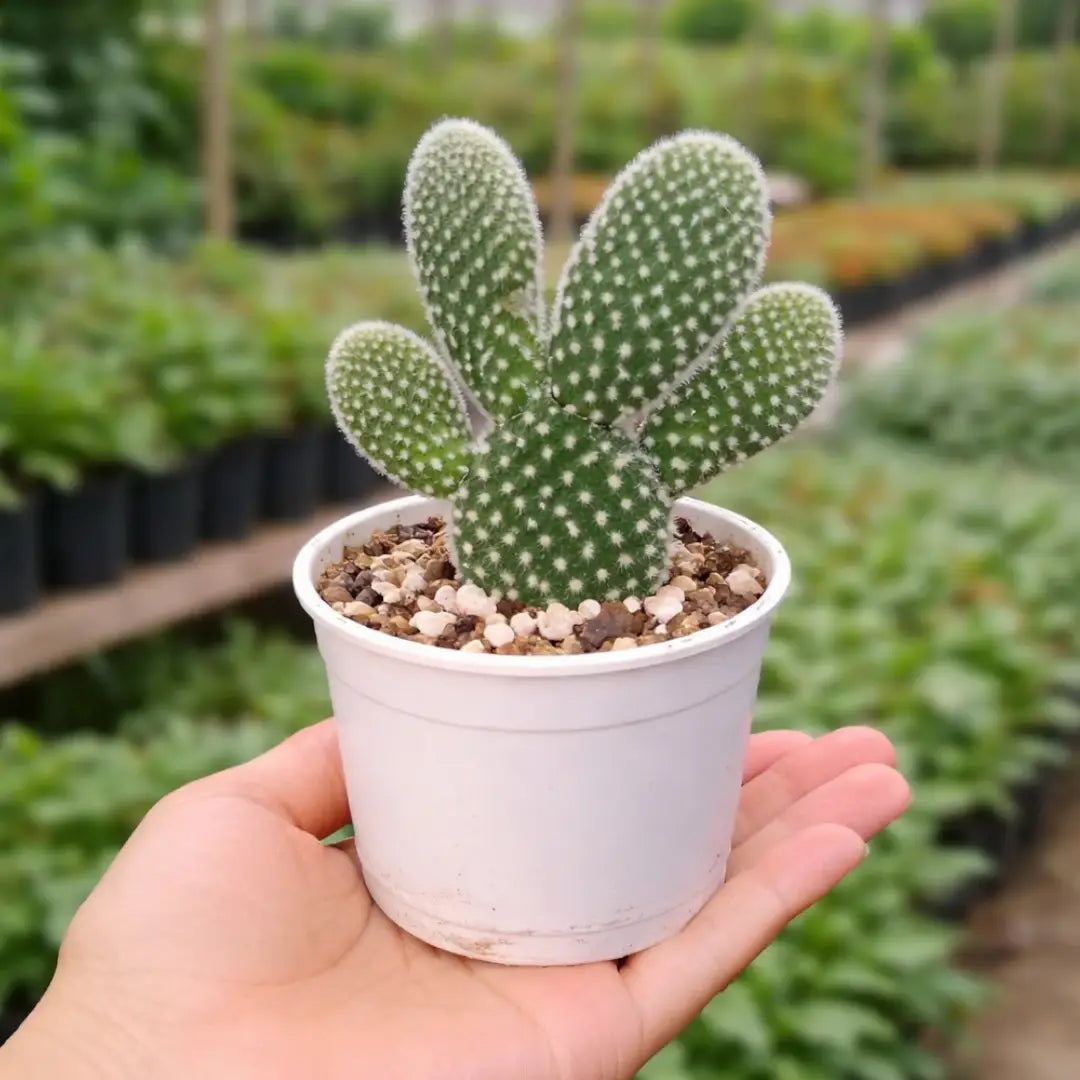 Opuntia microdasys var. albospina ‘White Bunny Ears’ cactus with green, oval pads covered in dense white spots and fine white spines, growing in a white pot held in a person’s hand at a plant nursery.