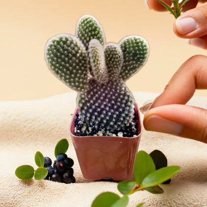 Opuntia microdasys var. albospina, also known as ‘White Bunny Ears,’ featuring distinct, fuzzy-looking white spines on paddle-shaped pads. This charming cactus plant is perfect for adding an interesting and textured look to indoor gardens. Discover unique cactus varieties like this at Plant Orbit.