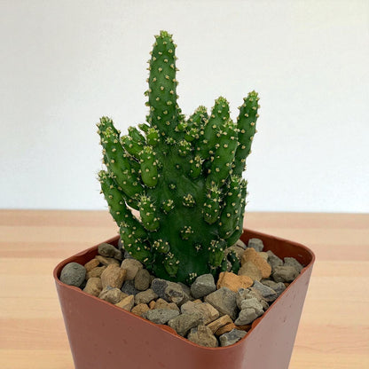 Opuntia Monocantha (Bare Rooted)