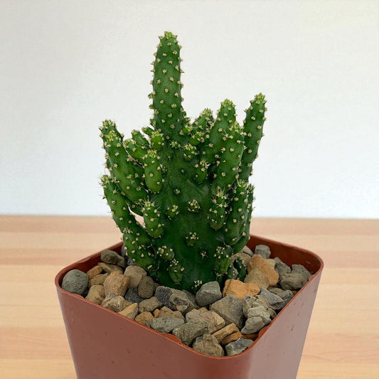Opuntia Monocantha (Bare Rooted)