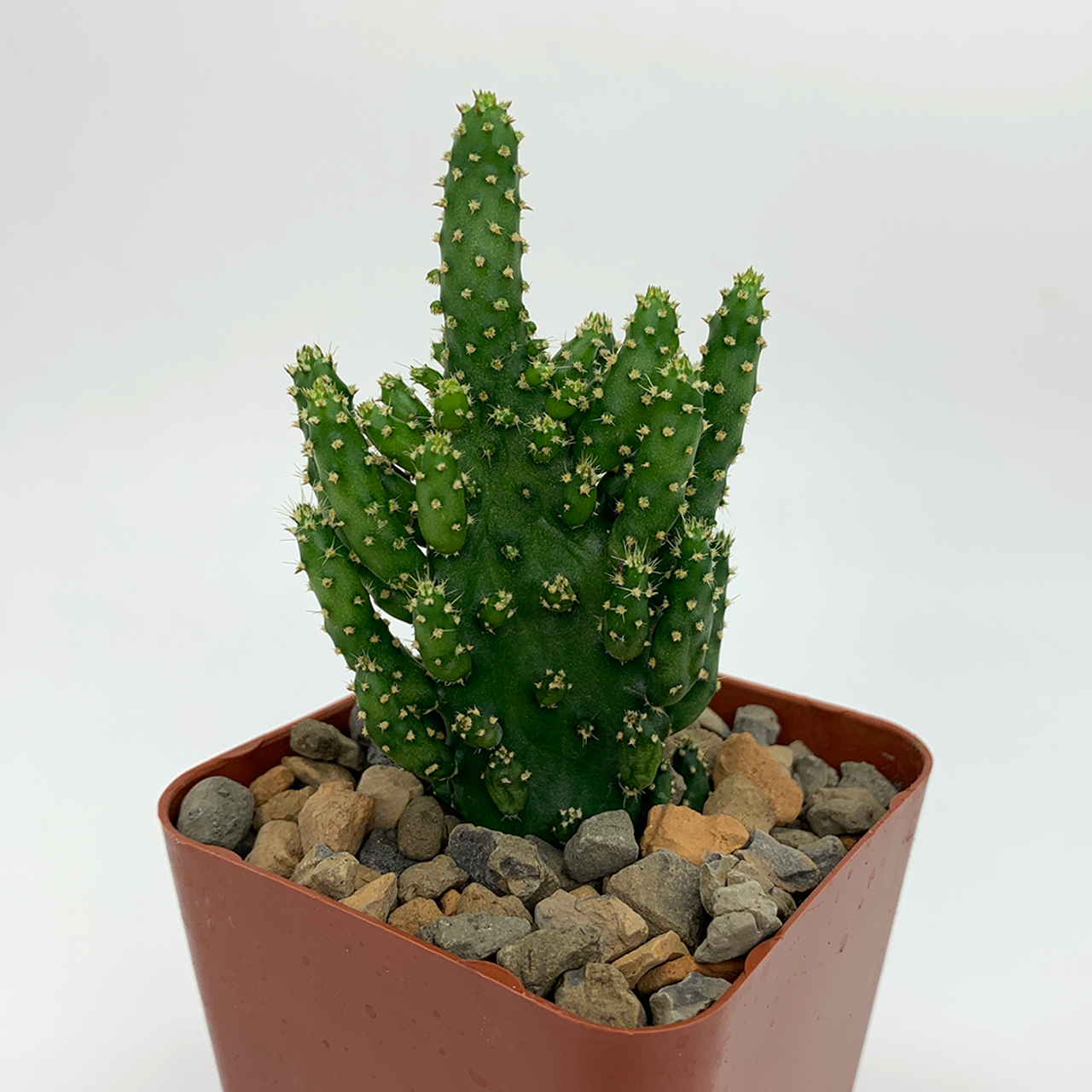 Opuntia Monocantha (Bare Rooted)