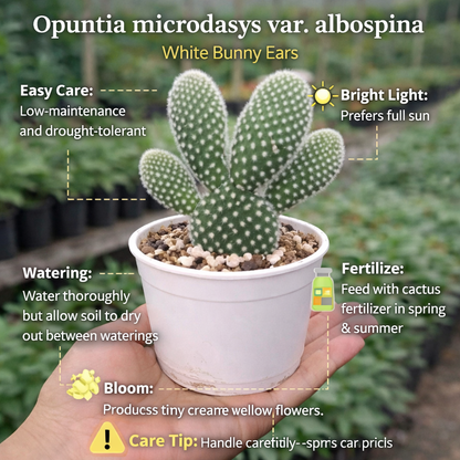 Opuntia microdasys var. albospina ‘White Bunny Ears'