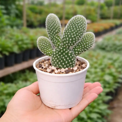 Opuntia microdasys var. albospina ‘White Bunny Ears'