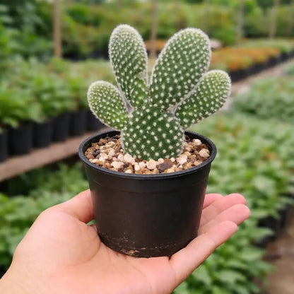 Opuntia microdasys var. albospina ‘White Bunny Ears'