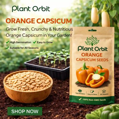Orange Capsicum seeds 