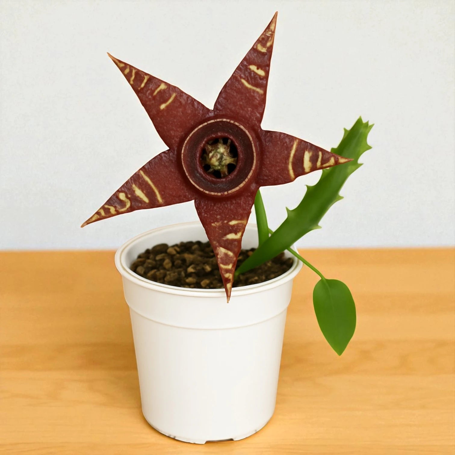 Orbea halipedicola succulent with a large star-shaped maroon flower featuring yellow markings, growing on green stems in a white pot on a wooden surface.