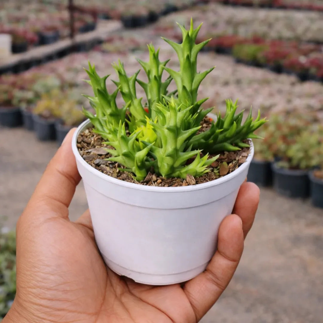Orbea semota var. lutea succulent with bright green, upright stems and pointed, finger-like growth, planted in a white pot held in a person’s hand at a plant nursery.
